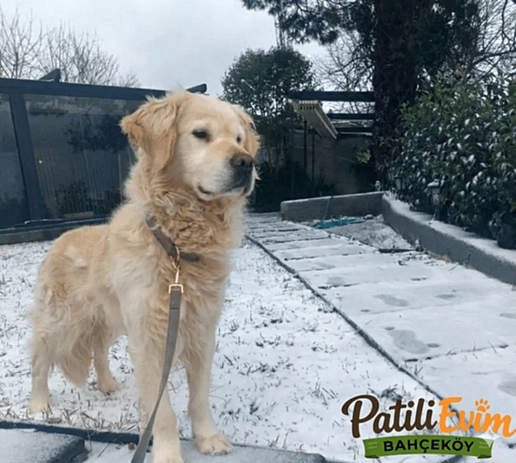 Köpek Oteli