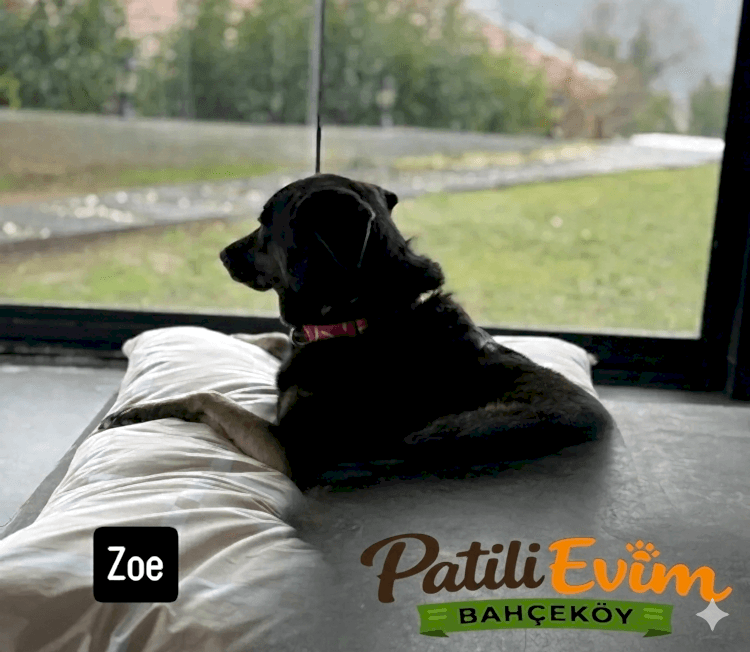 Köpek kreş Hizmetleri